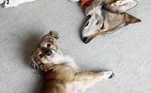 Netizens’ Hearts Melt As Small Scared Pup Gets A Loving Dire Wolf As Protector