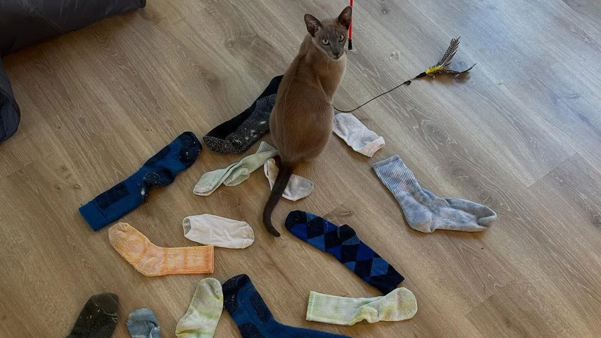 This Tonkinese Cat Has Stolen Over 150 Items From His Neighbors, And They Still Love Him