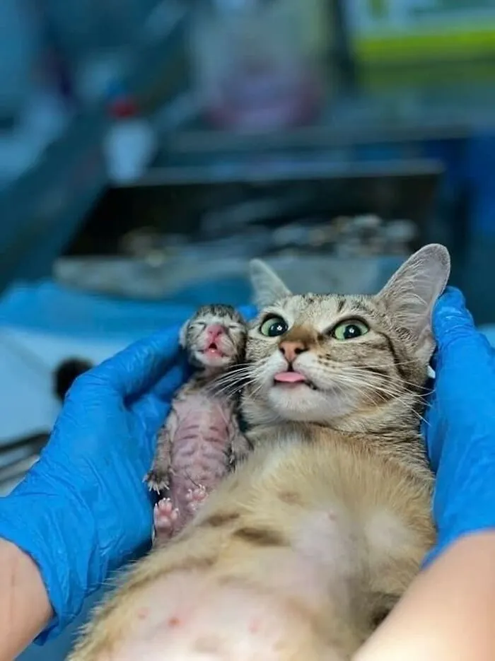 37 Momentos divertidos con gatos que había que compartir