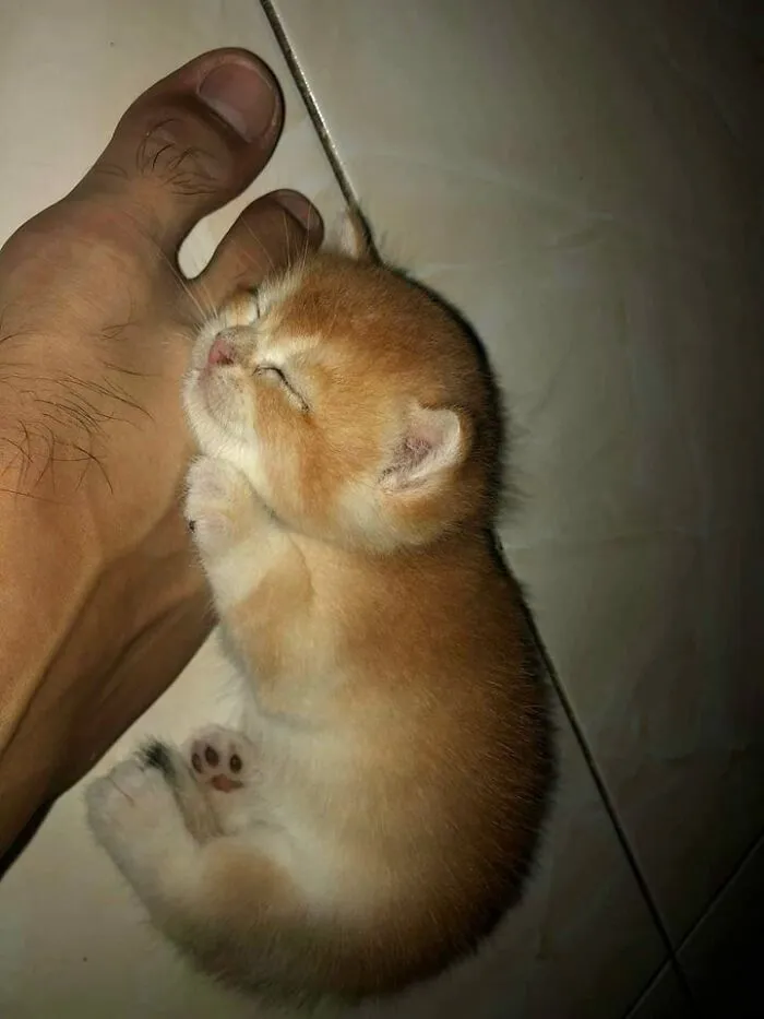 37 Momentos divertidos con gatos que había que compartir
