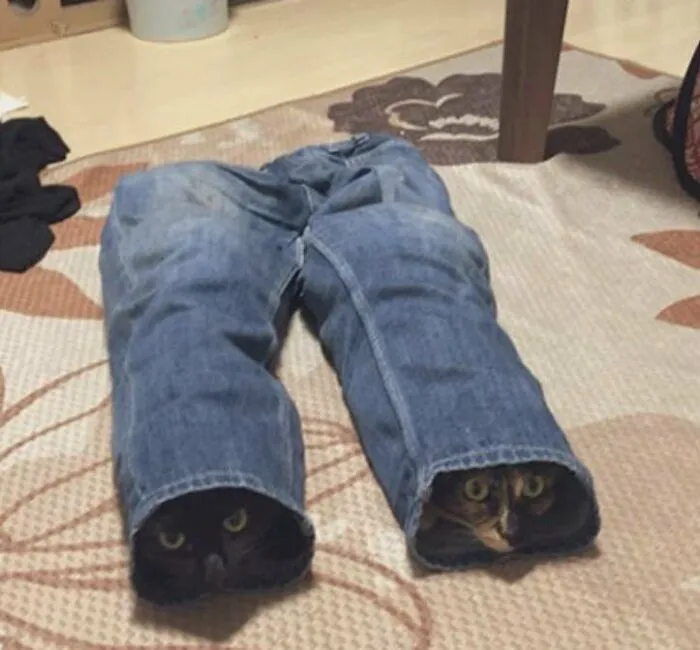 35 Fotos divertidas de gatos comportándose de forma muy rara