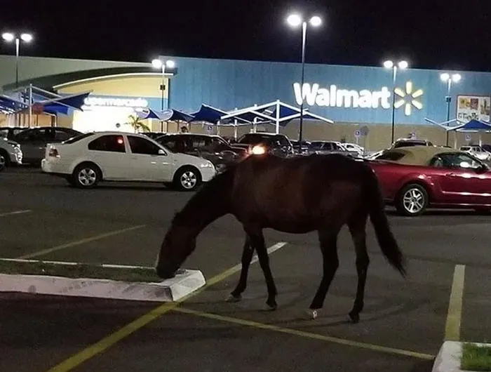 Only At Walmart: 43 Crazy Stories Employees Actually Witnessed While Working At Walmart