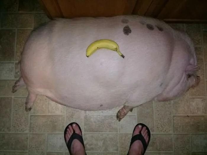 50 Cursed Images That Are Hard To Look At But Harder To Ignore (New Pics)
