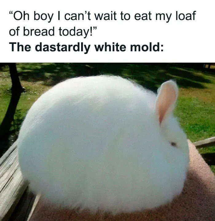 This IG Account Serves Only The Weirdest But Also Funniest Memes And Here Are 50 Of Them