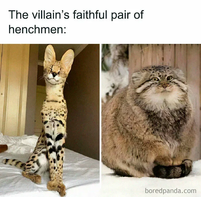 This IG Account Serves Only The Weirdest But Also Funniest Memes And Here Are 50 Of Them