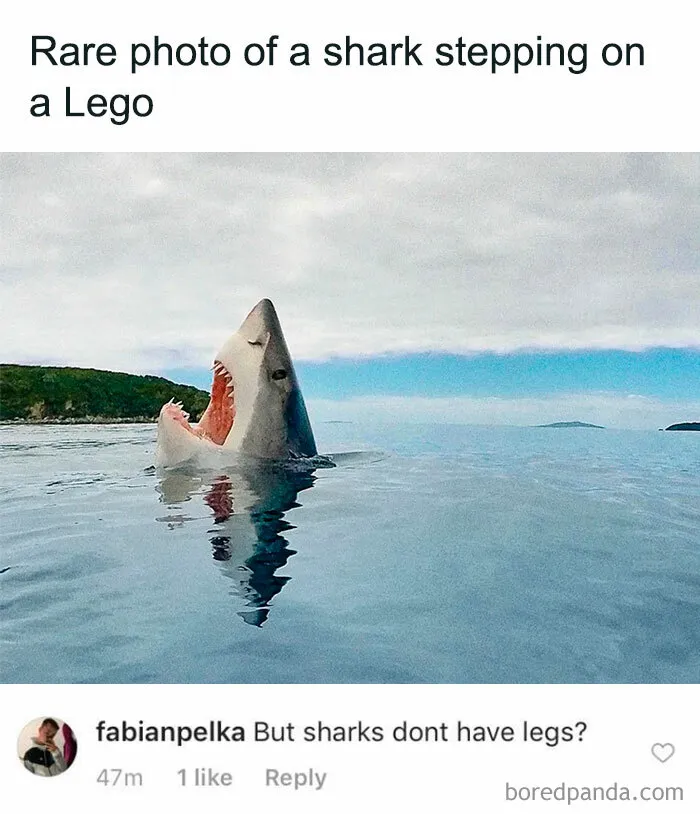 Shark