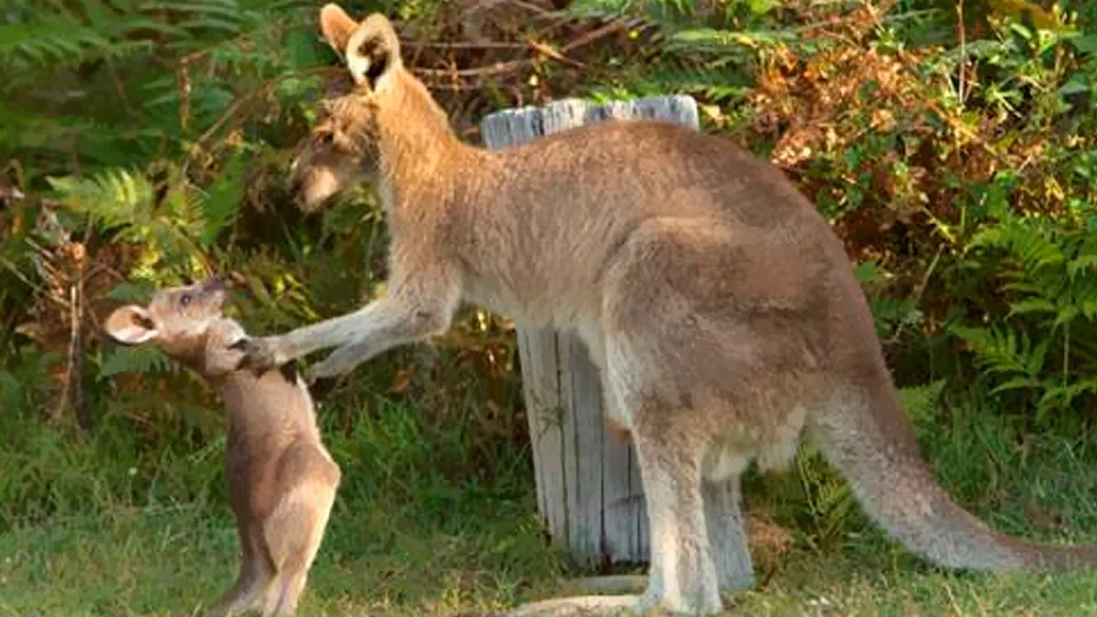 50 Times Wild Animals Were Turned Into Hilarious Memes