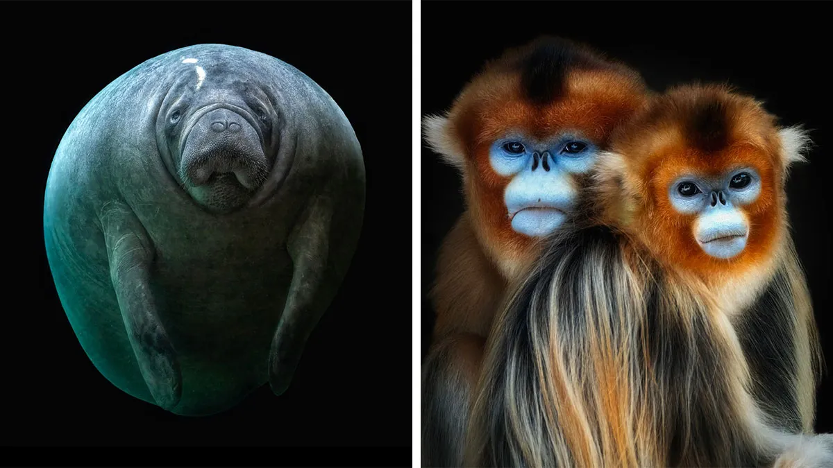 This Photographer Takes Captivating Portraits Of Wild Animals (32 New Pics)