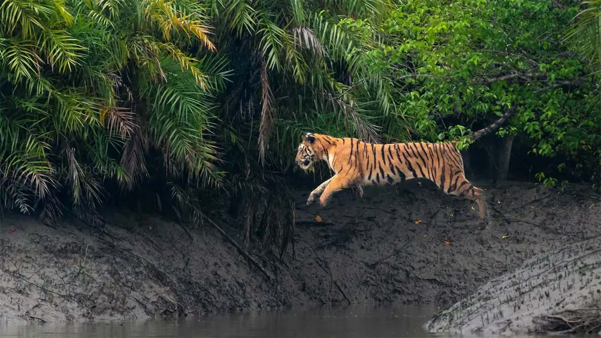 50 Remarkable Wildlife Photos By Kaushik That Capture Animals In Their Element