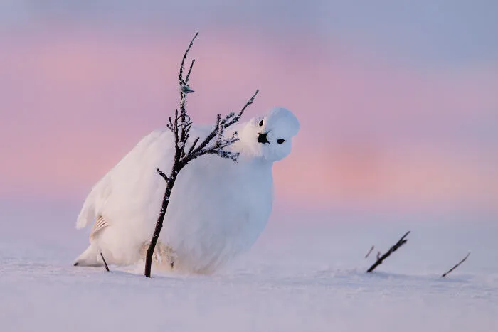 Willow Grouse