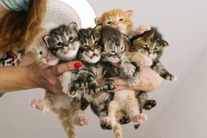 Kittens