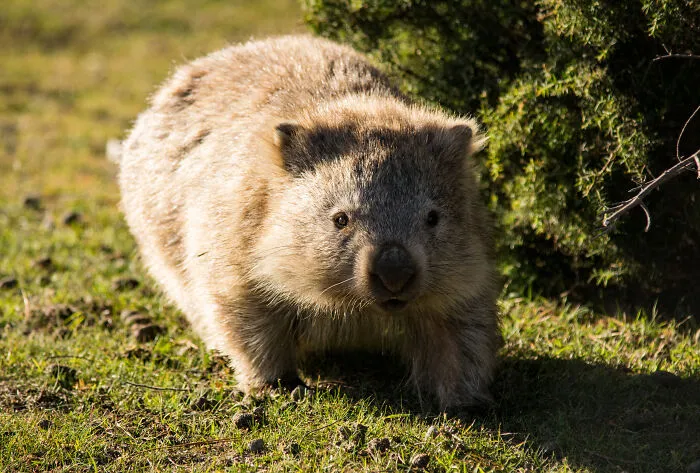 Wombat Cube Poop Stackers