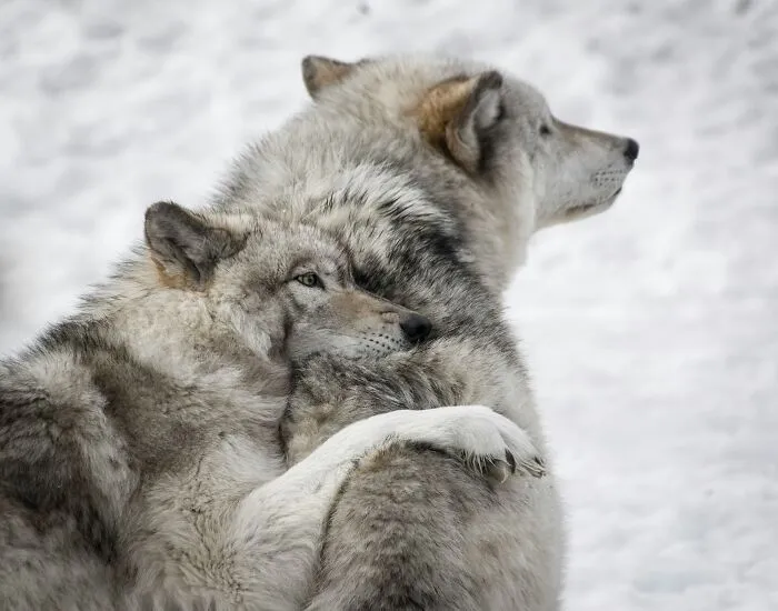 Wolves : Family Bonds As Fierce As A Loyal Dog’s