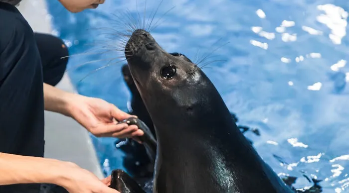 Save one endangered species from extinction or have the ability to talk to animals?
