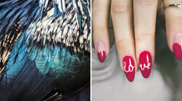 Have feathers in your armpits or fingernails instead of teeth?