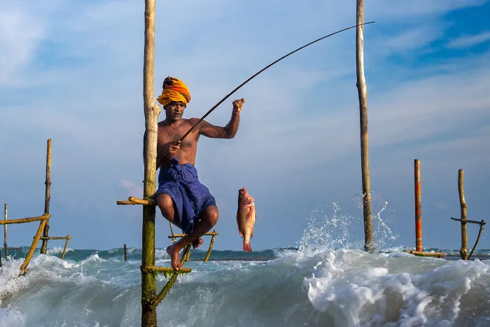 A Stilt Fisherman In Anuradhapura, Sri Lanka