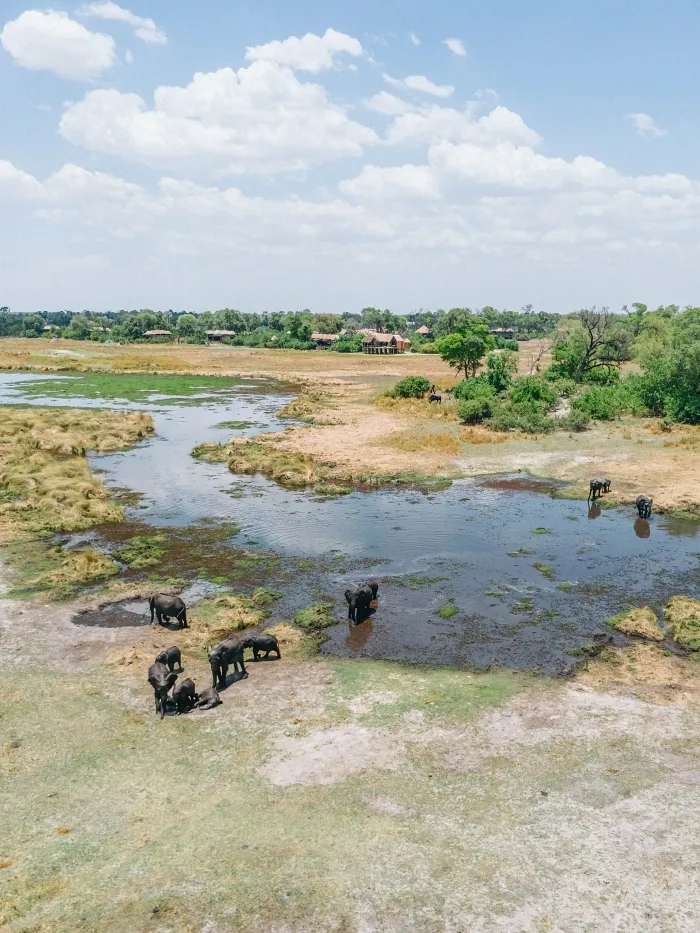 Spotting Elephants From The Air