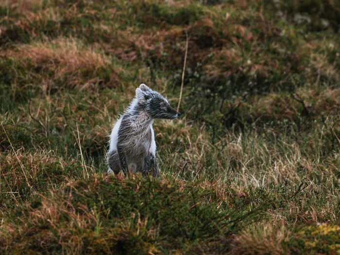 Arctic Fox