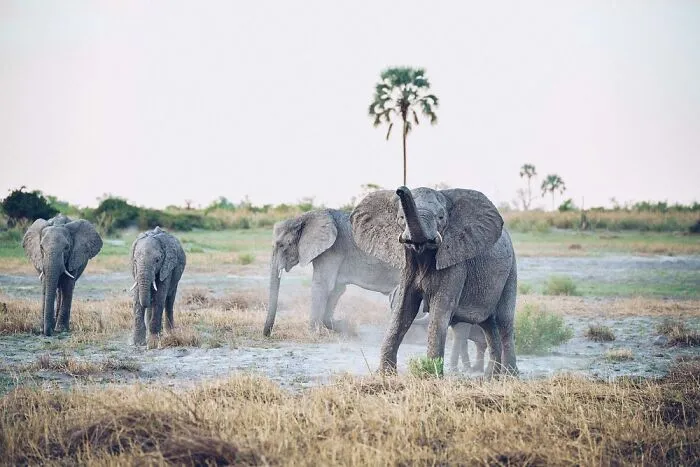 Elephant Family Raising Trunks, Calves In Tow