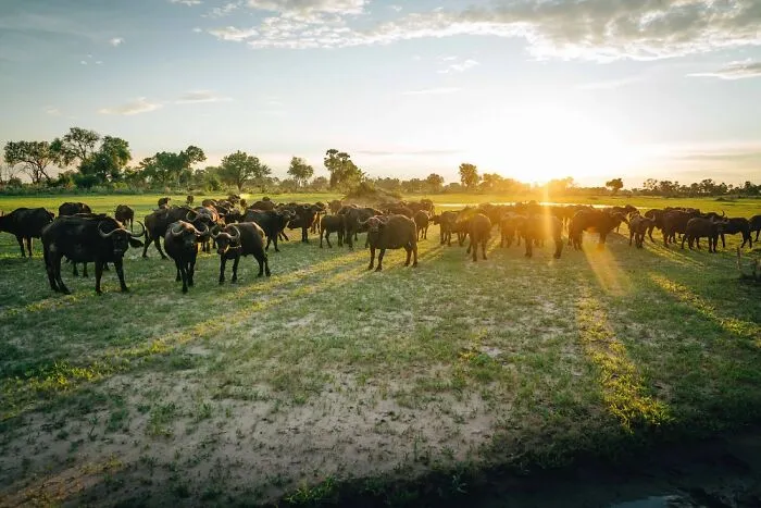 Herd Of Buffalo At Sunset — Golden Dust Cloud