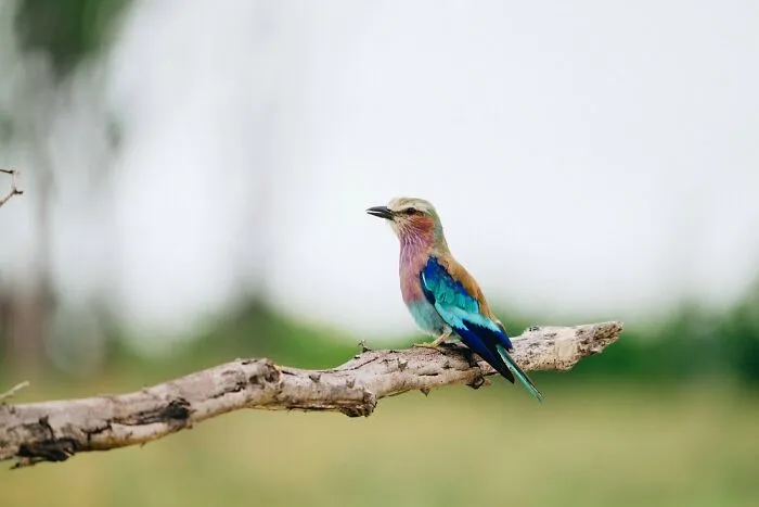 Lilac-Breasted Roller Mid-Roll