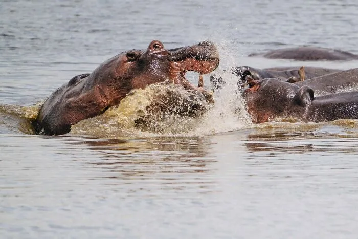 Hippo Fight In The Water