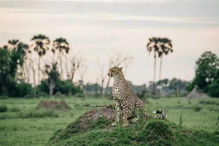 Cheetah Scanning The Grasslands From Termite Mound