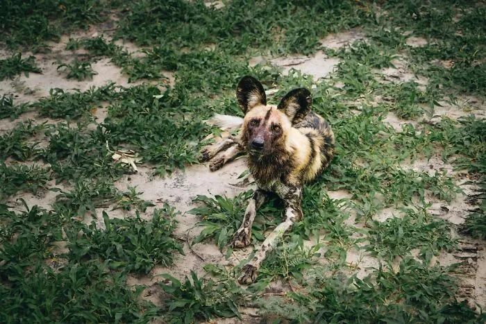 Wild Dog Looking Up At The Camera