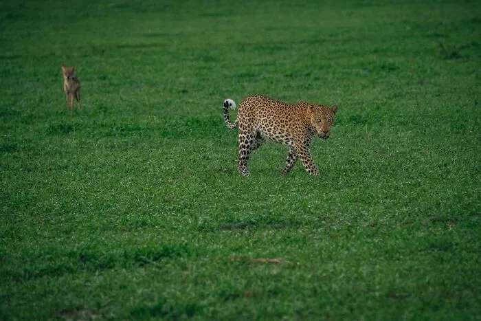 Black-Backed Jackal Calling While Leopard Walks Past