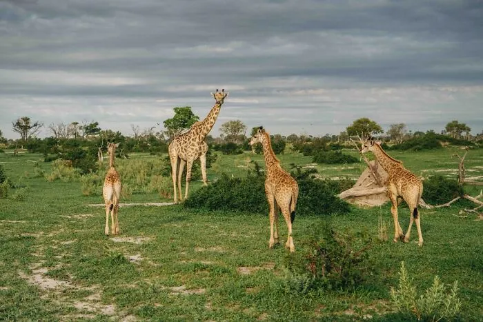 Tower Of Giraffe Posing For Photo