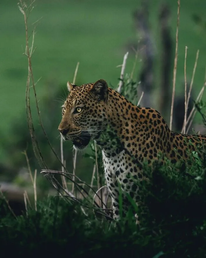 Stealthy Male Leopard Emerging From The Bush