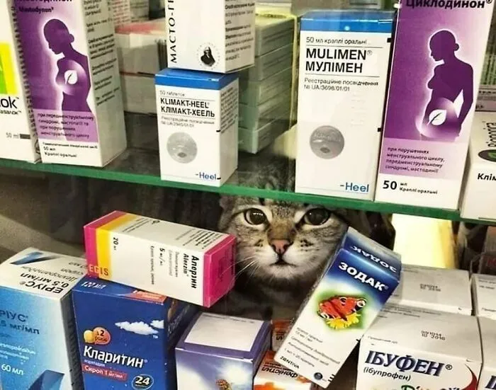 35 Fotos divertidas de gatos comportándose de forma muy rara