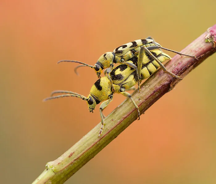50 Stunning Macro Photos That Reveal The Beauty In Tiny Details