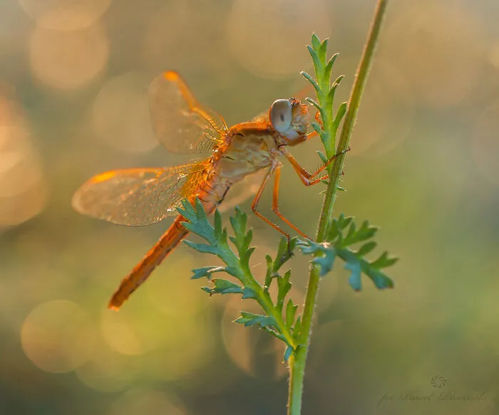 50 Stunning Macro Photos That Reveal The Beauty In Tiny Details
