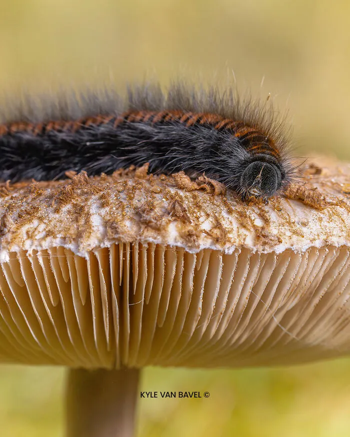 50 Stunning Macro Photos That Reveal The Beauty In Tiny Details