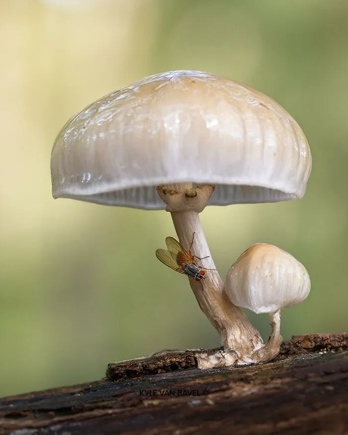 50 Stunning Macro Photos That Reveal The Beauty In Tiny Details