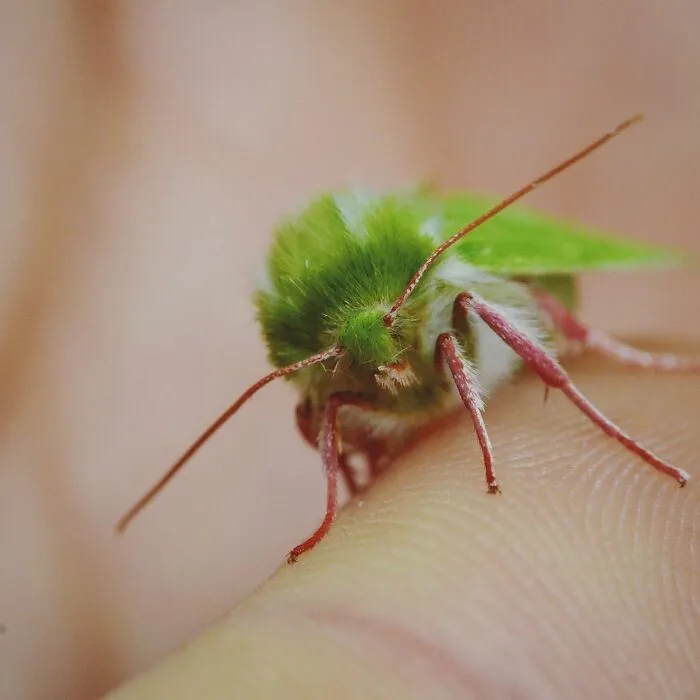 50 Stunning Macro Photos That Reveal The Beauty In Tiny Details
