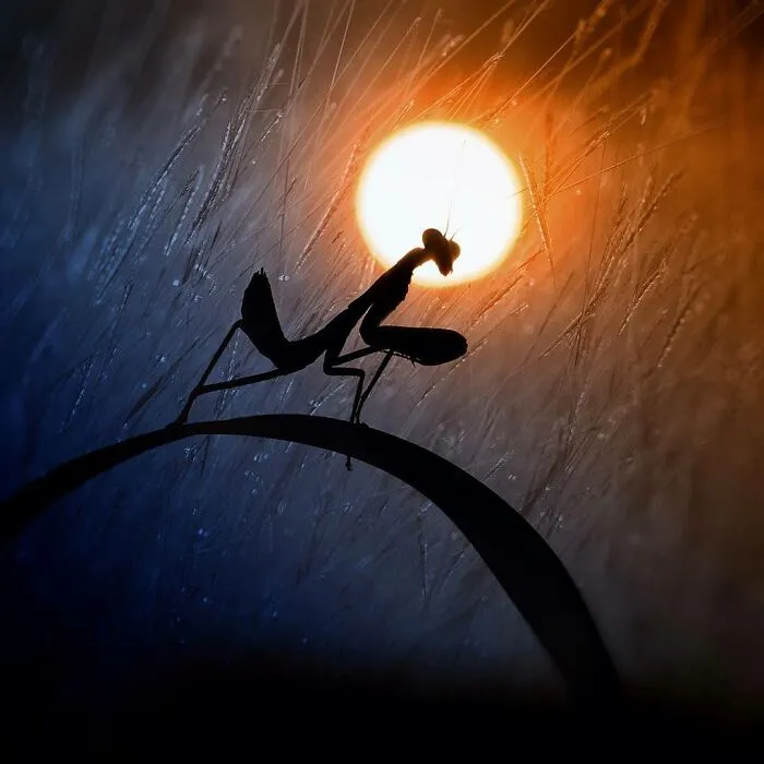 50 Stunning Macro Photos That Reveal The Beauty In Tiny Details