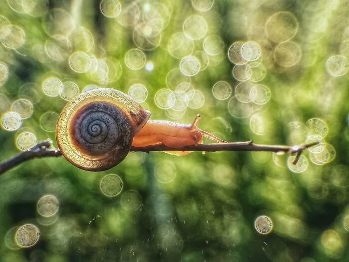 50 Stunning Macro Photos That Reveal The Beauty In Tiny Details