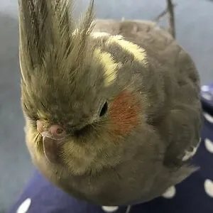 Emilu