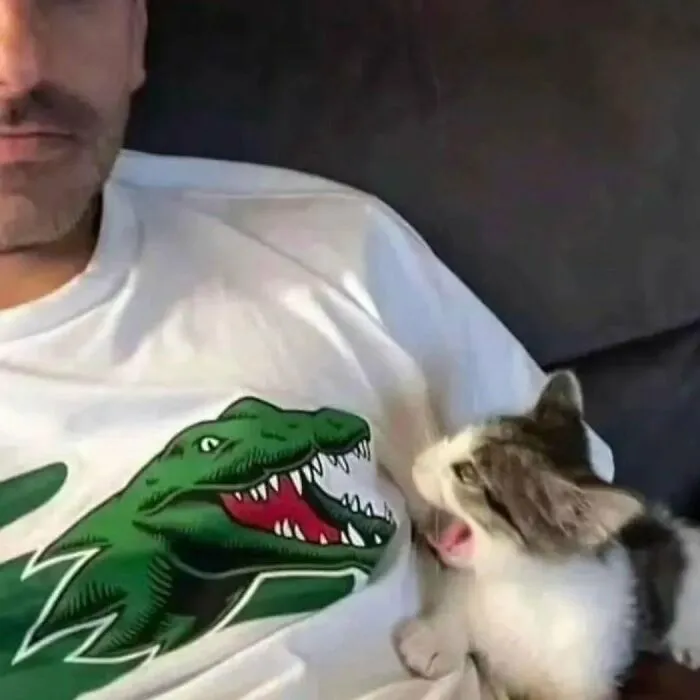 35 Fotos divertidas de gatos comportándose de forma muy rara