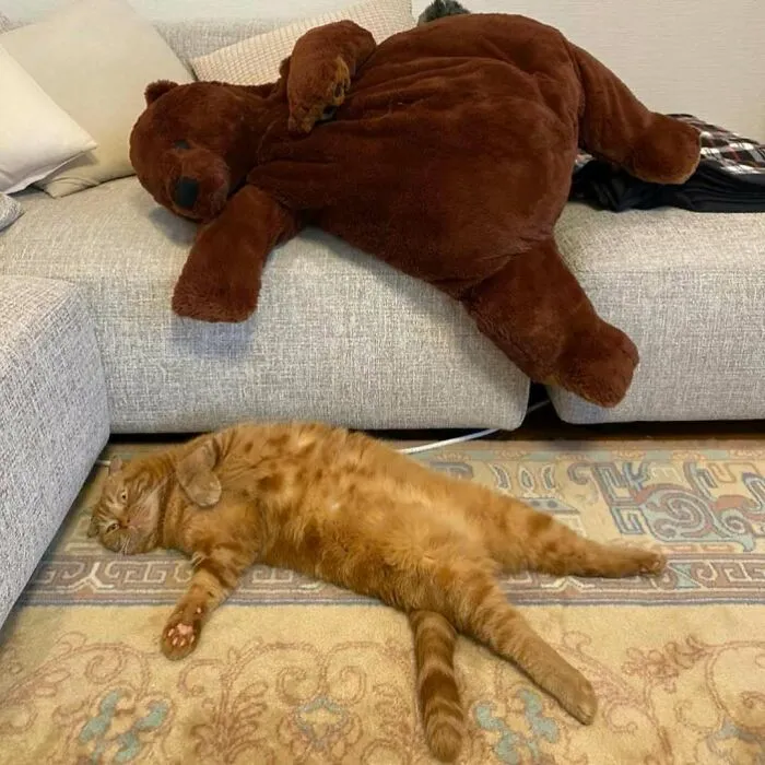 35 Fotos divertidas de gatos comportándose de forma muy rara