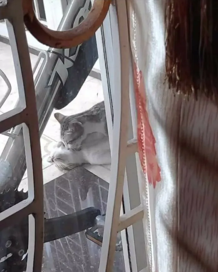 Gatos comportándose de forma rara mientras juegan y se abrazan en el suelo cerca de una puerta con rejilla.