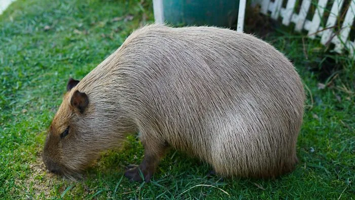 Capybaras – Gentle As A Calm Dog, Warm As A Friend