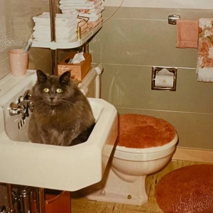 35 Adorables imágenes de gatos a través de la historia mostrando que siempre fueron los protagonistas