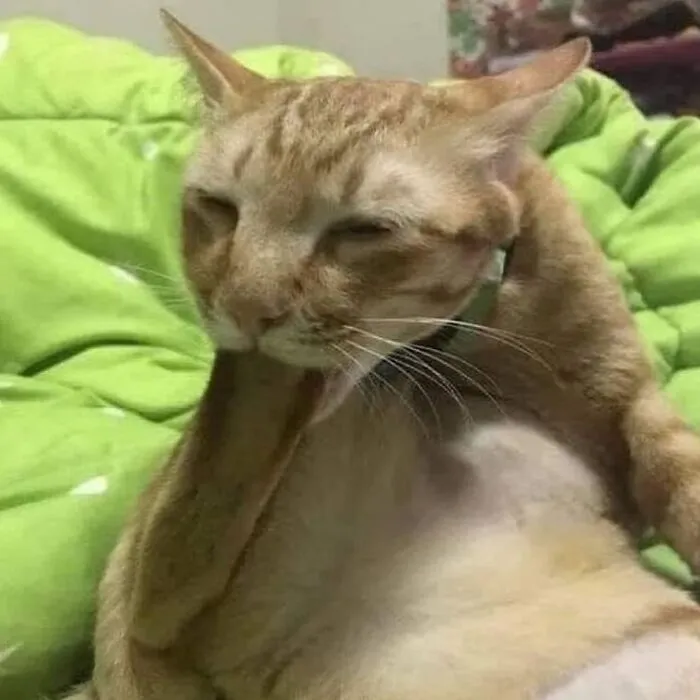35 Fotos divertidas de gatos comportándose de forma muy rara