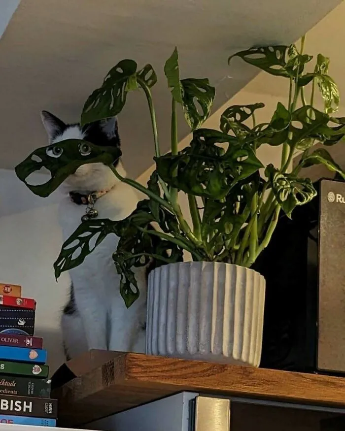 35 Fotos divertidas de gatos comportándose de forma muy rara
