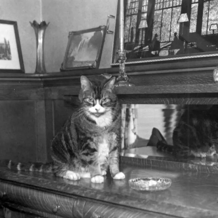 35 Adorables imágenes de gatos a través de la historia mostrando que siempre fueron los protagonistas