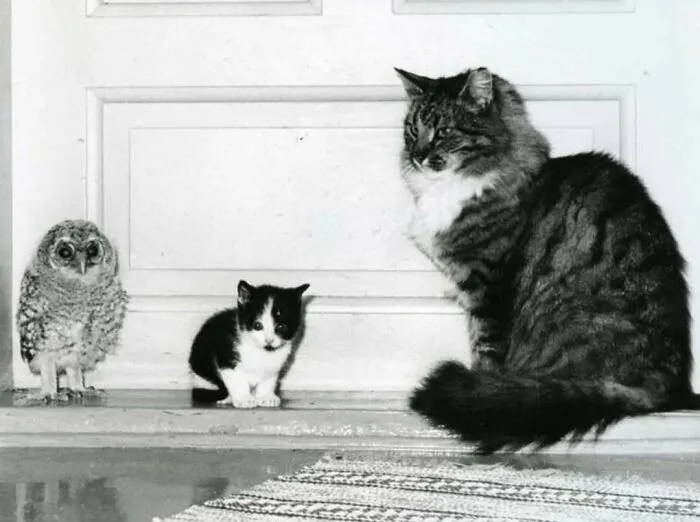 35 Adorables imágenes de gatos a través de la historia mostrando que siempre fueron los protagonistas
