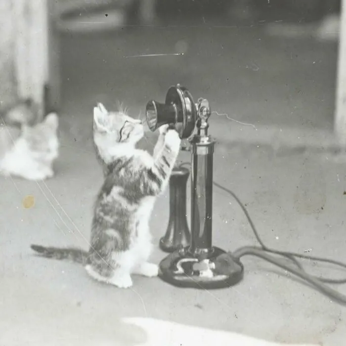 35 Adorables imágenes de gatos a través de la historia mostrando que siempre fueron los protagonistas